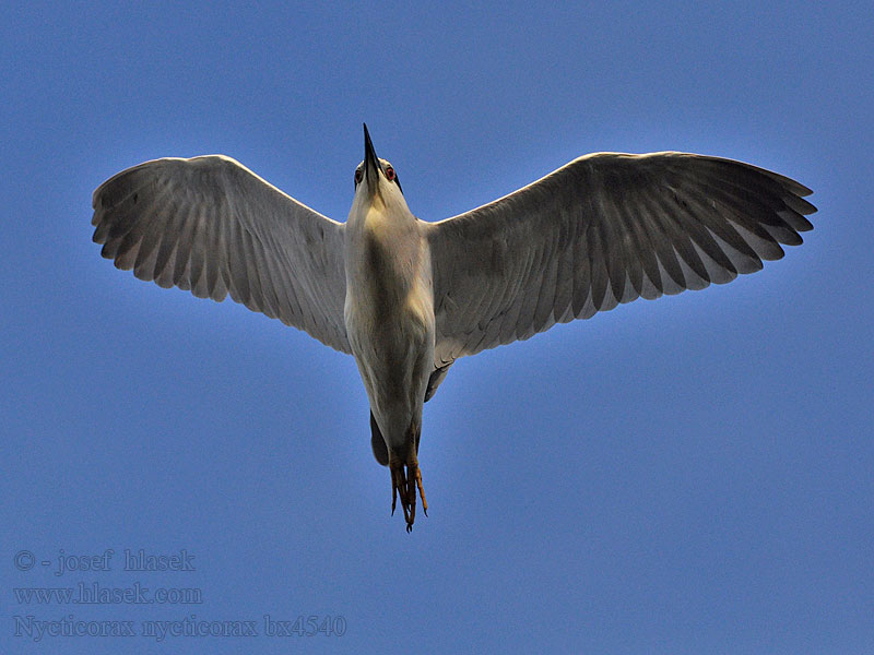 Nycticorax nycticorax