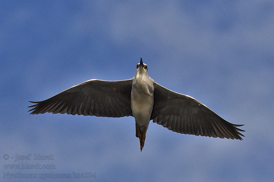 Nycticorax nycticorax