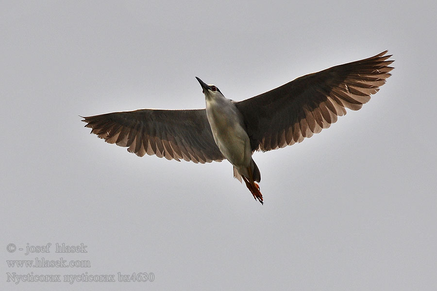 Nycticorax nycticorax