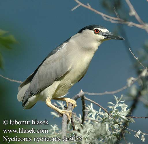 Nycticorax nycticorax da3075