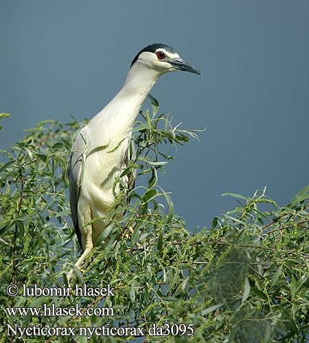 Nycticorax nycticorax da3095