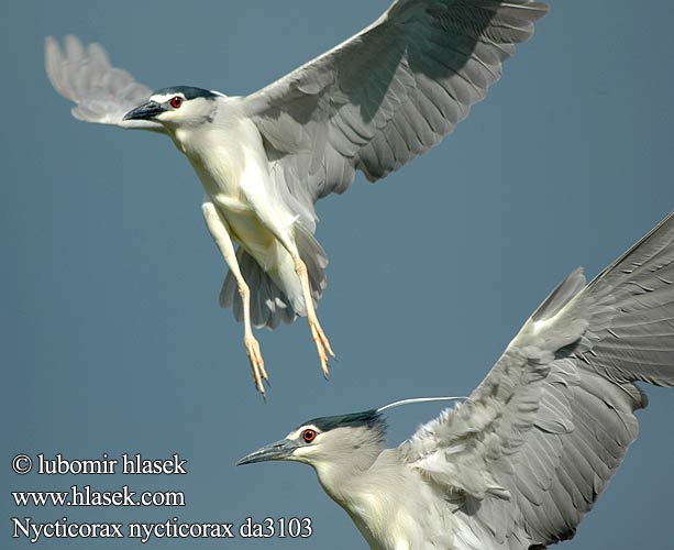 Nycticorax nycticorax da310