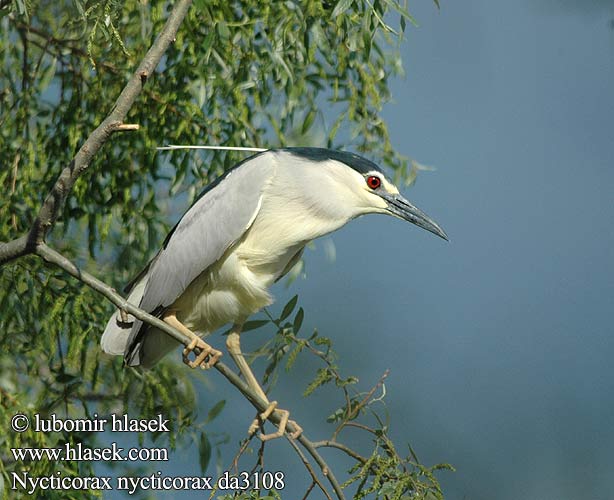 Nycticorax nycticorax da3108