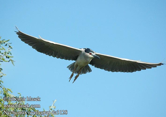 Nycticorax nycticorax da3128