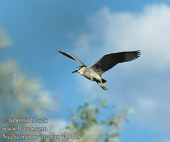 Nycticorax nycticorax da3145