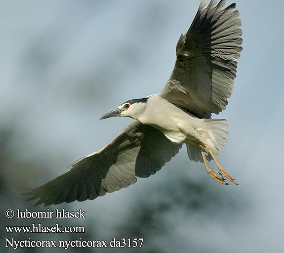 Nycticorax nycticorax da3157