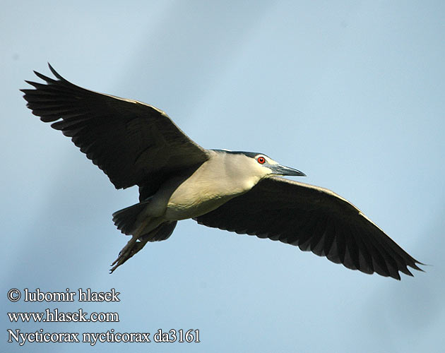 Nycticorax nycticorax da3161