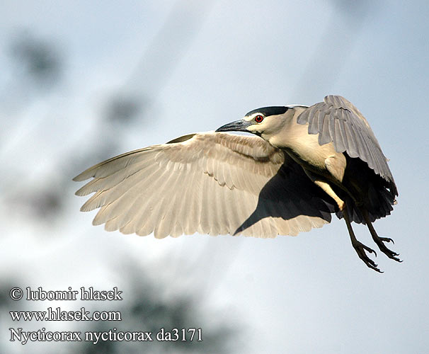 Nycticorax nycticorax da3171