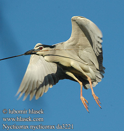 Nycticorax nycticorax da3221