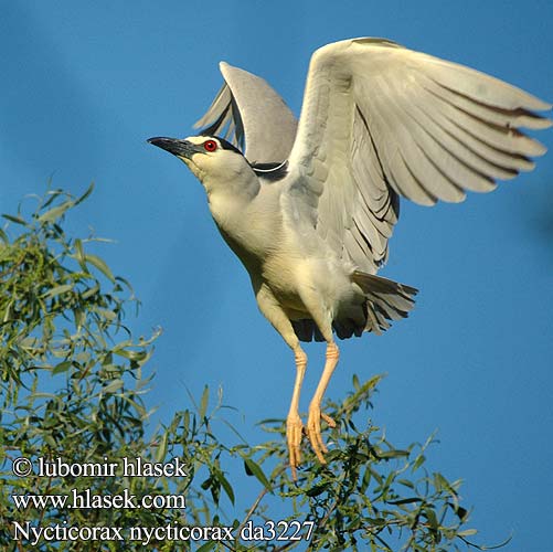 Nycticorax nycticorax da3227