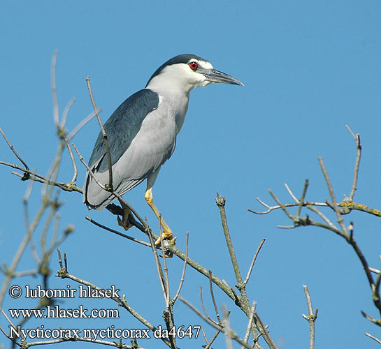 Nycticorax nycticorax da4647