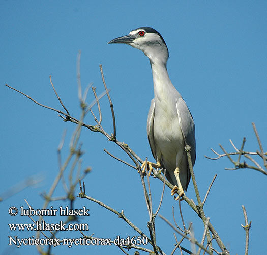 Nycticorax nycticorax da4650