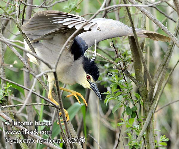 Nycticorax nycticorax fc2030