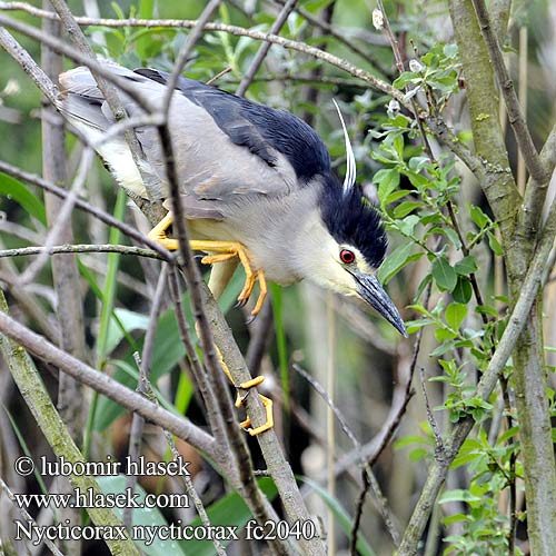 Nycticorax nycticorax fc2040