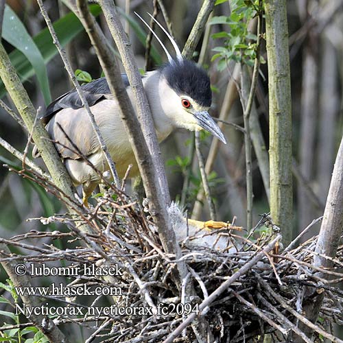 Nycticorax nycticorax fc2094