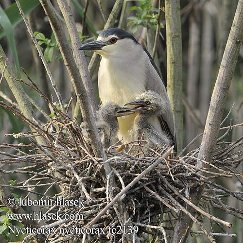 Kwak Yöhaikara Heron bihoreau Nitticora Natthegre Natthäger Кваква обыкновенная Bakcsó Bučiak Chavkoš nočný Nakts gārnis Ööhaigur 夜鷺 Кваква ゴイサギ الواق الأخضر الصغير 해오라기 Νυχτοκόρακας Goraz Socó-taquari Квак Gewone Nagreier Gece Balıkçılı אנפת לילה Vakka Нощна чапла Gak Starc noapte Starcul Kvakač Гак квакавац Nycticorax nycticorax Night Heron Nachtreiher Bihoreau gris Martinete Común Kvakoš noční Ślepowron Nathejre