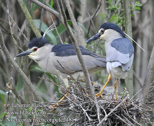 Nycticorax nycticorax fc2181