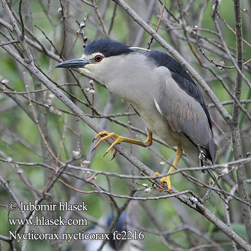 Nycticorax nycticorax fc2216