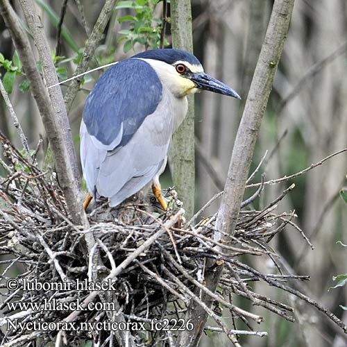 Nycticorax nycticorax fc2226