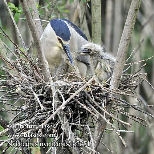 Nycticorax nycticorax fc2271