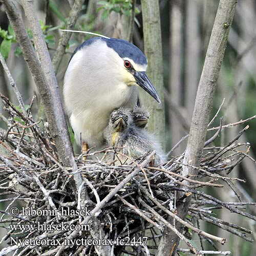 Nycticorax nycticorax fc2447