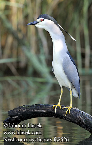 Nycticorax nycticorax fc2526