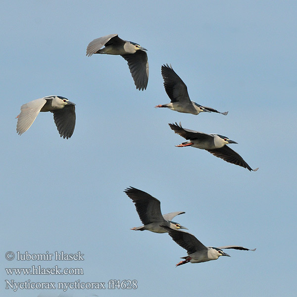 Nycticorax nycticorax ff4628