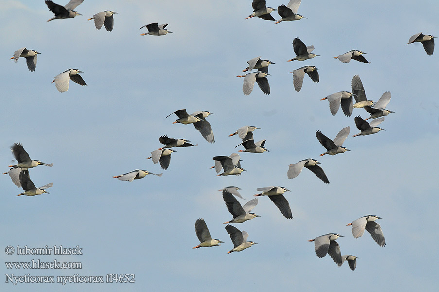 Nycticorax nycticorax ff4652