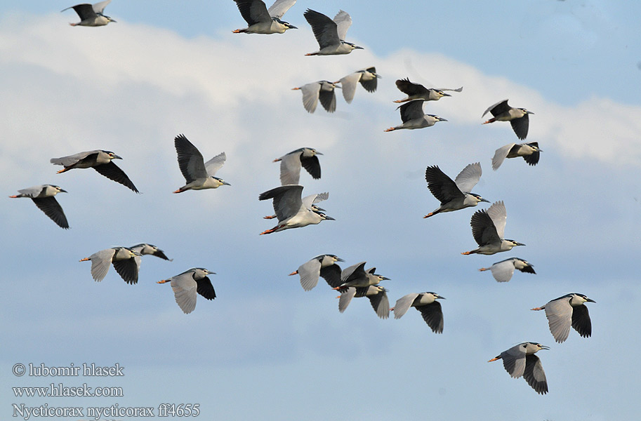 Nycticorax nycticorax ff4655