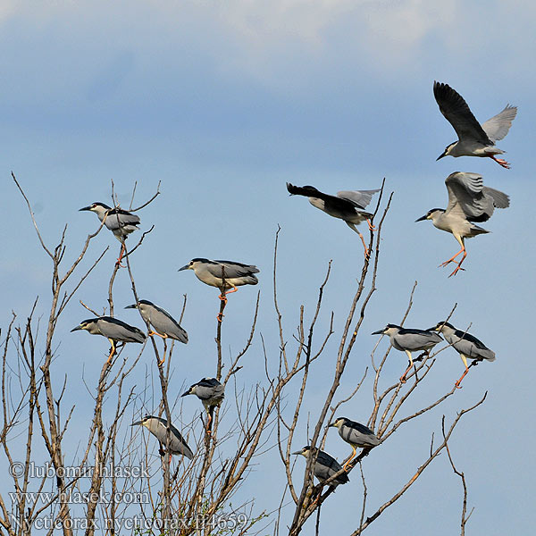 Nycticorax nycticorax ff4659