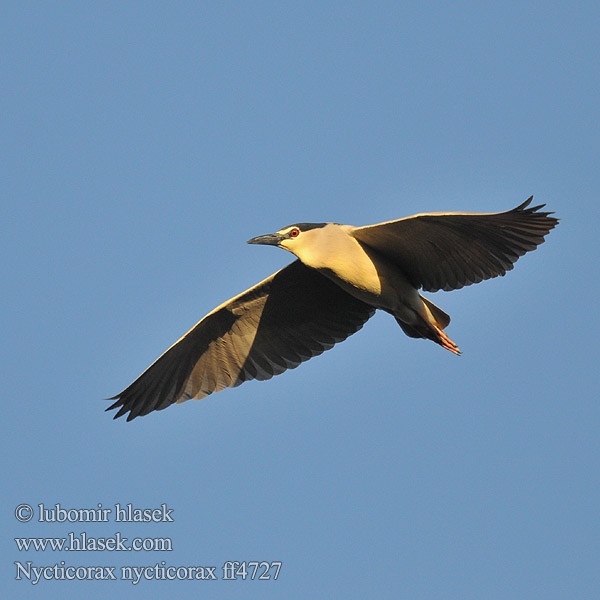 Nycticorax nycticorax ff4727