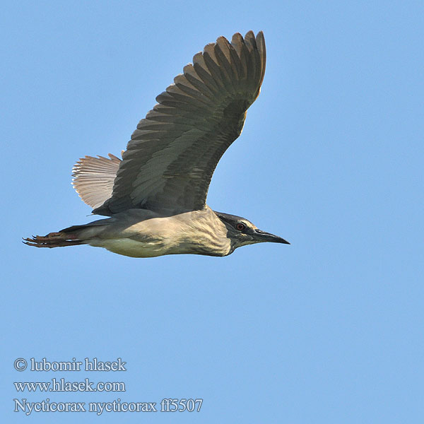 Nycticorax nycticorax ff5507