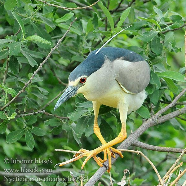 Nycticorax nycticorax ha9984