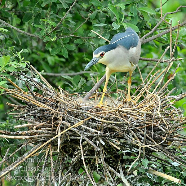 Nycticorax nycticorax ha9987