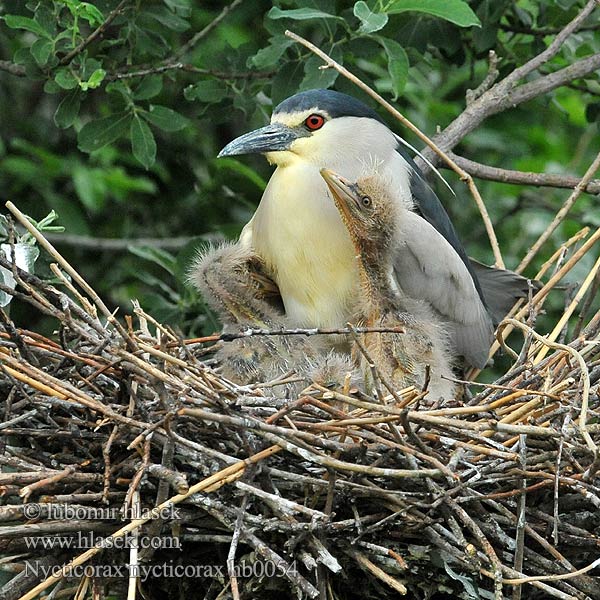 Nycticorax nycticorax hb0054