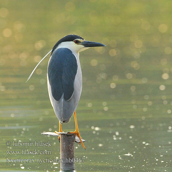 Nycticorax nycticorax hb0467