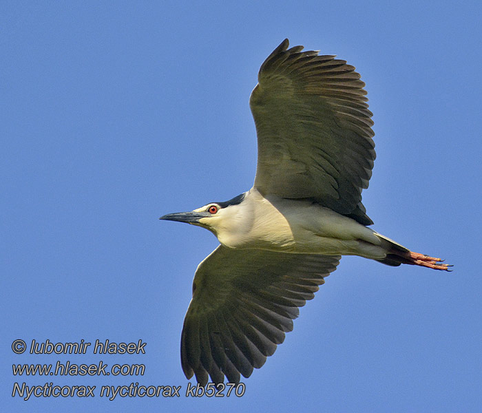 Nycticorax nycticorax