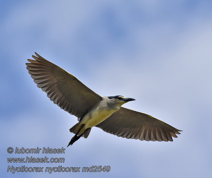 Nycticorax nycticorax