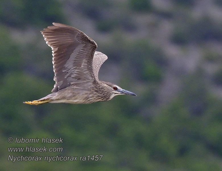 Nycticorax nycticorax