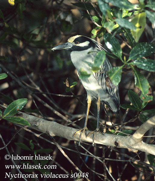 Nycticorax violaceus Nyctanassa violacea Yellow-crowned Night Heron Kvakoš žlutočelý Gulkronet nathejre Bihoreau violacé Geelkruinkwak シラガゴイ Krabbenreiher Кваква желтоголовая Garza Nocturna Sabacú Chicuaco enmascarado