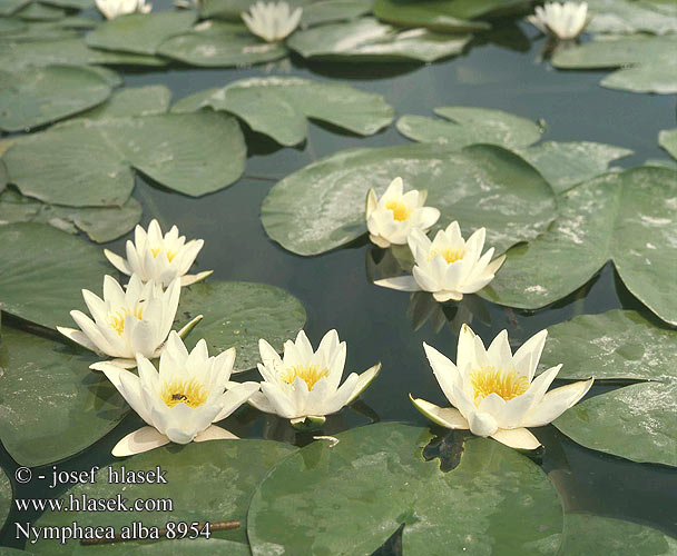 Nenúfar blanco europeo Nénuphar blanc Isolumme Witte waterlelie