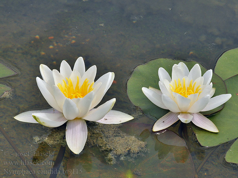 Nymphaea alba Nenúfar blanco Leknín bílý