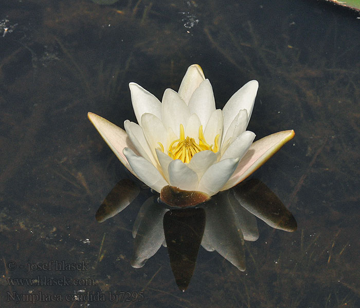 Nymphaea candida