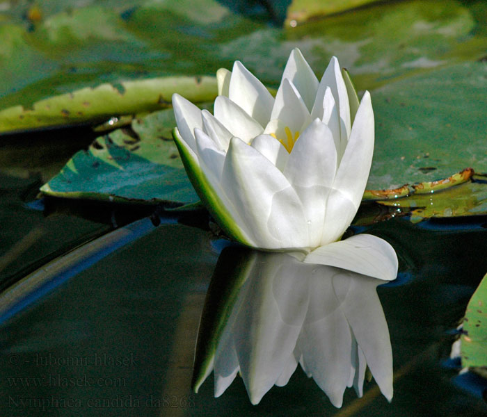 Nymphaea candida