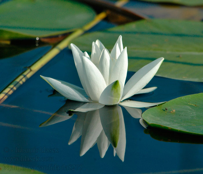 Nymphaea candida