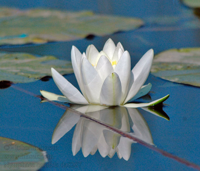 Nymphaea candida