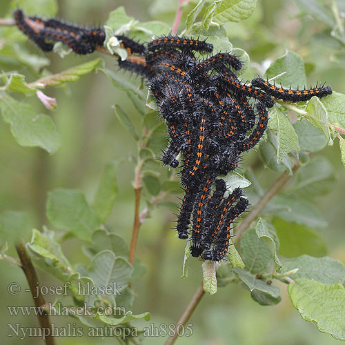 Nymphalis antiopa Vanessa Aglais Camberwell Beauty Morio