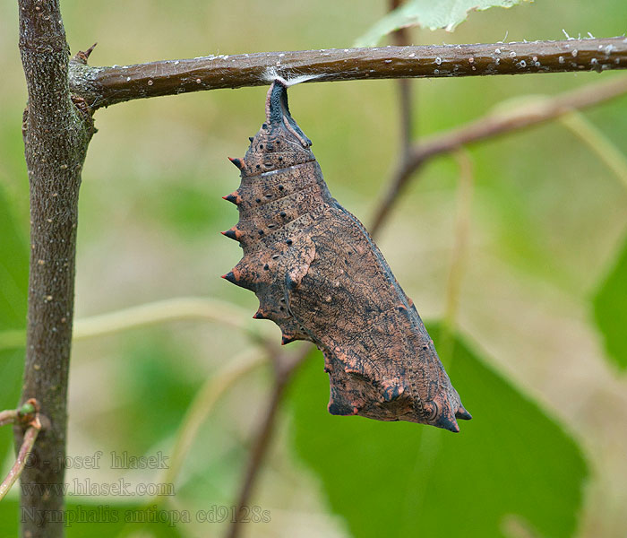 Camberwell Beauty Nymphalis antiopa