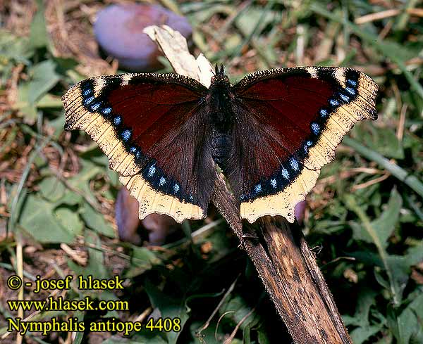 Траурницa キベリタテハ Nymphalis antiopa