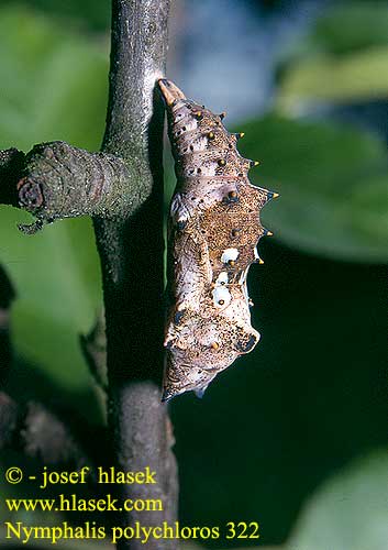 Nymphalis polychloros Large Tortoiseshell Blackleg Großer Fuchs